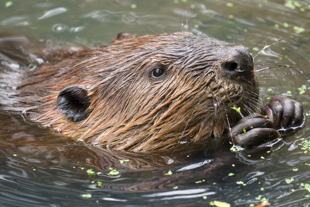 Spatscherm Bever in 2 afmetingen